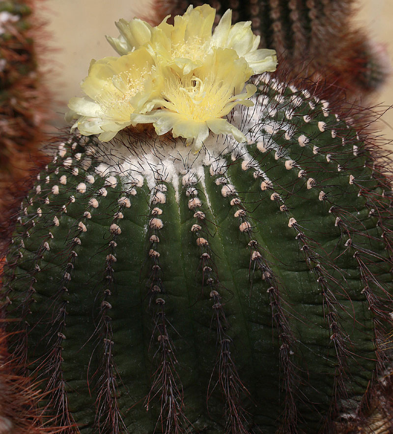 Parodia nothorauschii